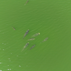 DJI_20250702104923_0200_D.JPG